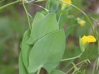 Lathyrus aphaca 3, Naakte lathyrus, Saxifraga-Rutger Barendse