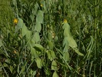 Lathyrus aphaca 4, Naakte lathyrus, Saxifraga-Ed Stikvoort