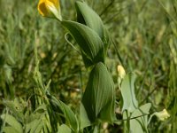 Lathyrus aphaca 5, Naakte lathyrus, Saxifraga-Ed Stikvoort