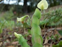 Lathyrus aphaca 6, Naakte lathyrus, Saxifraga-Ed Stikvoort