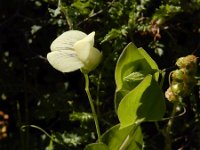 Lathyrus aphaca 7, Naakte lathyrus, Saxifraga-Ed Stikvoort