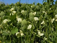 Lathyrus aphaca 8, Naakte lathyrus, Saxifraga-Ed Stikvoort