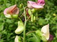 Lathyrus heterophyllus 12, Saxifraga-Rutger Barendse