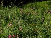 Lathyrus heterophyllus 4, Ongelijkbladige lathyrus, Saxifraga-Ed Stikvoort