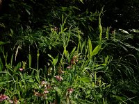 Lathyrus heterophyllus 5, Ongelijkbladige lathyrus, Saxifraga-Ed Stikvoort