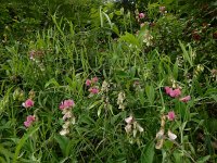 Lathyrus heterophyllus 7, Ongelijkbladige lathyrus, Saxifraga-Ed Stikvoort