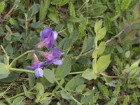 Lathyrus japonicus 45, Zeelathyrus, Saxifraga-Willem van Kruijsbergen