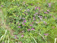Lathyrus japonicus var maritimus 40, Zeelathyrus, Saxifraga-Hans Grotenhuis