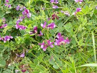 Lathyrus japonicus var maritimus 41, Zeelathyrus, Saxifraga-Hans Grotenhuis