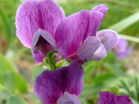 Lathyrus japonicus var maritimus 43, Zeelathyrus, Saxifraga-Hans Grotenhuis