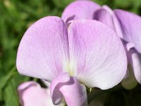 Lathyrus latifolius 36, Brede lathyrus, Saxifraga-Sonja Bouwman