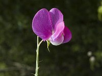 Lathyrus latifolius 1, Brede lathyrus, Saxifraga-Jan van der Straaten