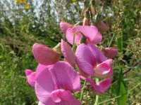 Lathyrus latifolius 10, Brede lathyrus, Saxifraga-Rutger Barendse