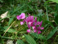 Lathyrus latifolius 11, Brede lathyrus, Saxifraga-Dirk Hilbers