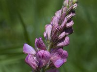 Lathyrus latifolius 12, Brede lathyrus, Saxifraga-Willem van Kruijsbergen