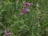 Lathyrus latifolius 13, Brede lathyrus, Saxifraga-Willem van Kruijsbergen