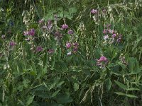 Lathyrus latifolius 14, Brede lathyrus, Saxifraga-Willem van Kruijsbergen