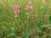 Lathyrus latifolius 15, Brede lathyrus, Saxifraga-Jan Willem Jongepier