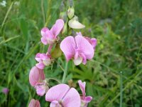 Lathyrus latifolius 16, Brede lathyrus, Saxifraga-Jasenka Topic