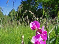 Lathyrus latifolius 17, Brede lathyrus, Saxifraga-Jeroen Willemsen