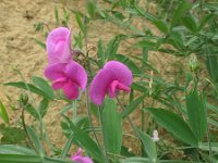 Lathyrus latifolius 18, Brede lathyrus, Saxifraga-Rutger Barendse