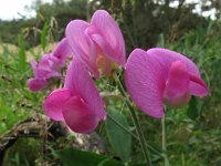 Lathyrus latifolius 19, Brede lathyrus, Saxifraga-Rutger Barendse