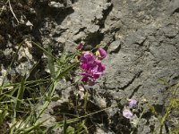 Lathyrus latifolius 2, Brede lathyrus, Saxifraga-Jan van der Straaten