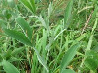 Lathyrus latifolius 20, Brede lathyrus, Saxifraga-Rutger Barendse