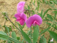 Lathyrus latifolius 21, Brede lathyrus, Saxifraga-Rutger Barendse