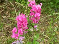 Lathyrus latifolius 22, Brede lathyrus, Saxifraga-Rutger Barendse