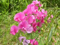 Lathyrus latifolius 23, Brede lathyrus, Saxifraga-Rutger Barendse