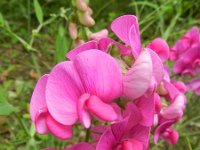 Lathyrus latifolius 24, Brede lathyrus, Saxifraga-Rutger Barendse