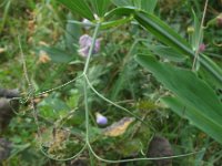 Lathyrus latifolius 25, Brede lathyrus, Saxifraga-Rutger Barendse