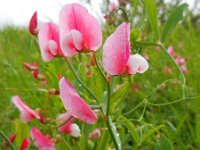 Lathyrus latifolius 29, Brede lathyrus, Saxifraga-Ed Stikvoort