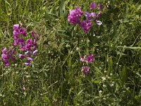 Lathyrus latifolius 3, Brede lathyrus, Saxifraga-Jan van der Straaten