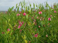 Lathyrus latifolius 30, Brede lathyrus, Saxifraga-Ed Stikvoort