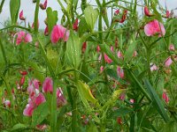 Lathyrus latifolius 31, Brede lathyrus, Saxifraga-Ed Stikvoort