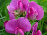 Lathyrus latifolius 32, Brede lathyrus, Saxifraga-Ed Stikvoort