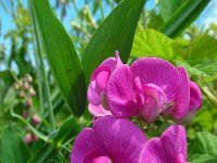 Lathyrus latifolius 33, Brede lathyrus, Saxifraga-Ed Stikvoort