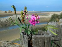 Lathyrus latifolius 34, Brede lathyrus, Saxifraga-Ed Stikvoort