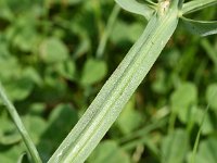 Lathyrus latifolius 35, Brede lathyrus, Saxifraga-Sonja Bouwman