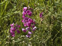 Lathyrus latifolius 4, Brede lathyrus, Saxifraga-Jan van der Straaten