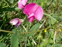 Lathyrus latifolius 5, Brede lathyrus, Saxifraga-Jan van der Straaten