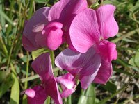 Lathyrus latifolius 6, Brede lathyrus, Saxifraga-Jan van der Straaten