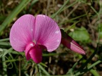 Lathyrus latifolius 7, Brede lathyrus, Saxifraga-Jan van der Straaten