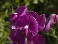 Lathyrus latifolius 8, Brede lathyrus, Saxifraga-Jan van der Straaten