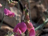 Lathyrus latifolius 9, Brede lathyrus, Saxifraga-Jan Jansen