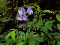 Lathyrus laxiflorus