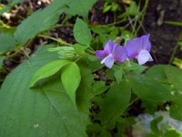 Lathyrus laxiflorus 2, Saxifraga-Ed Stikvoort