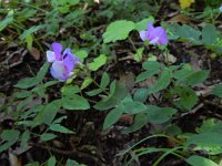 Lathyrus laxiflorus 3, Saxifraga-Ed Stikvoort